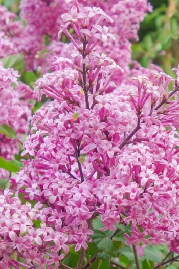 Бузок меєра Ред Піксі|Syringa ’Red Pixie’|Сирень Ред Пикси